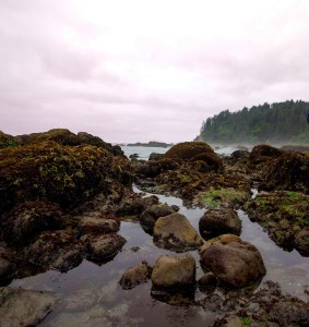 Washington Terri Williams